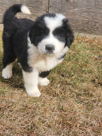 Newfoundland×puppies for sale