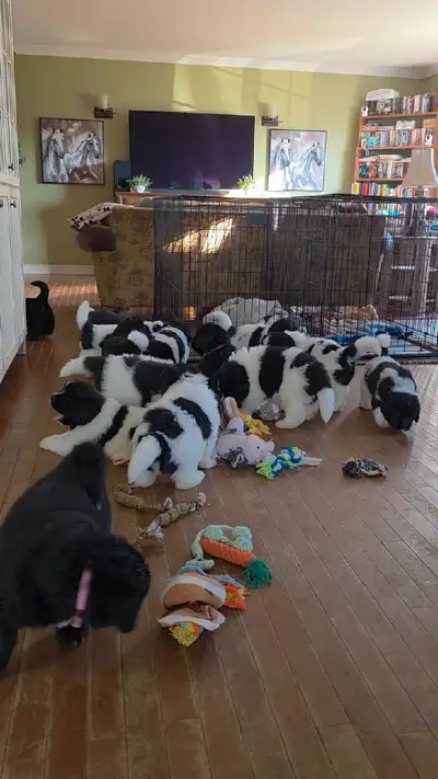 chiots Terre-Neuve,  Newfoundland puppies, View more