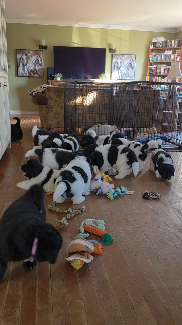 chiots Terre-Neuve,  Newfoundland puppies dans Chiens et chiots à adopter  à Val-d'Or