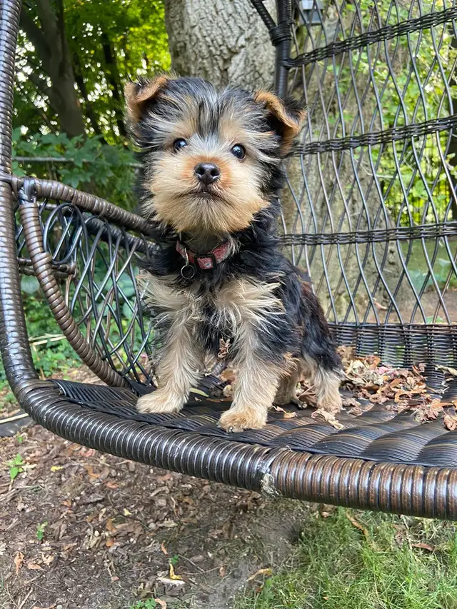 Beautiful Male Yorkie Available❤️ in Dogs & Puppies for Rehoming in Markham / York Region - Image 8