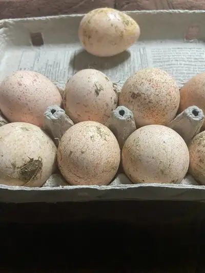 Fertile Heritage Turkey eggs 30$ a dozen