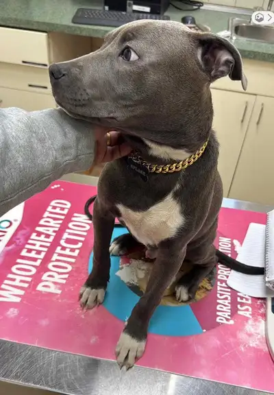Puppyページです。 6 month old puppy in Dogs & Puppies for Rehoming in Ontario