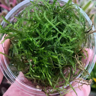 Container of Java Moss $5. Can deliver in town for $5.