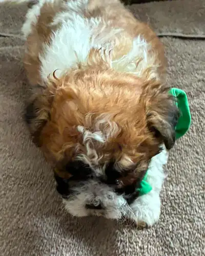 ❤️ Sweet Shih-Poo Male Puppy - Vet Checked and Vaccinated ❤️, View more