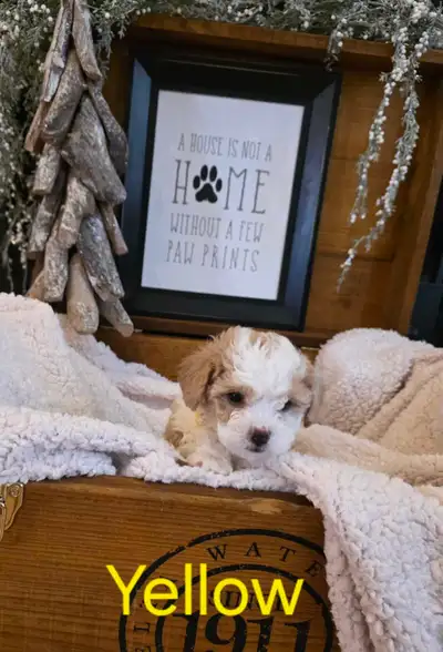 Bichon Poodle puppies, View more