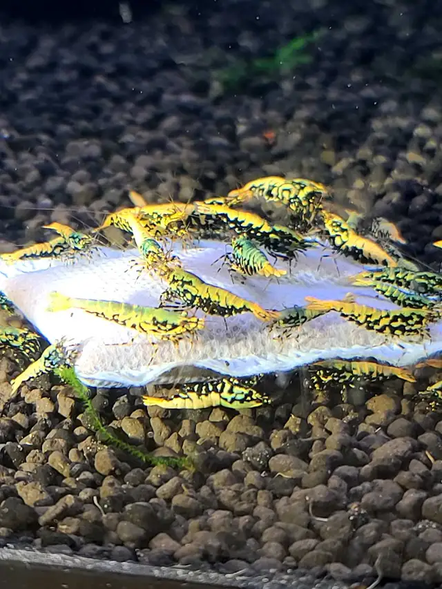 High Quality Caridina Shrimps in Fish for Rehoming in Ottawa - Image 7