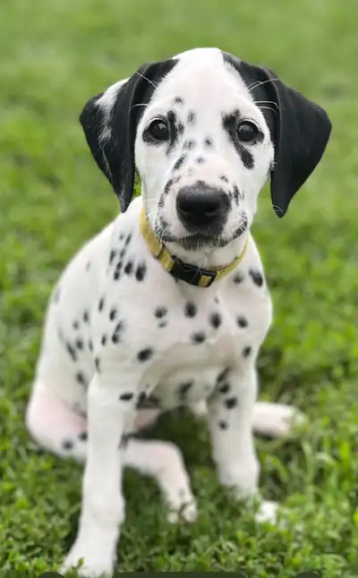 Female Dalmatian puppies, View more