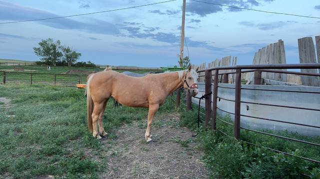 palomino QH mare in Horses & Ponies for Rehoming in Calgary