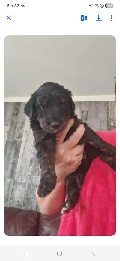 MAGNIFIQUE AUSSIEDOODLE , View more