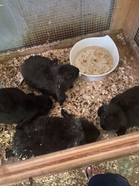 Rabbits Free To A Good Home 