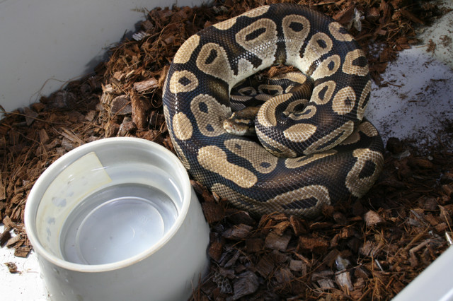 Breeder Ball Pythons in Reptiles & Amphibians for Rehoming in Mississauga / Peel Region - Image 2