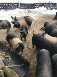 Butcher pigs! large black York X 