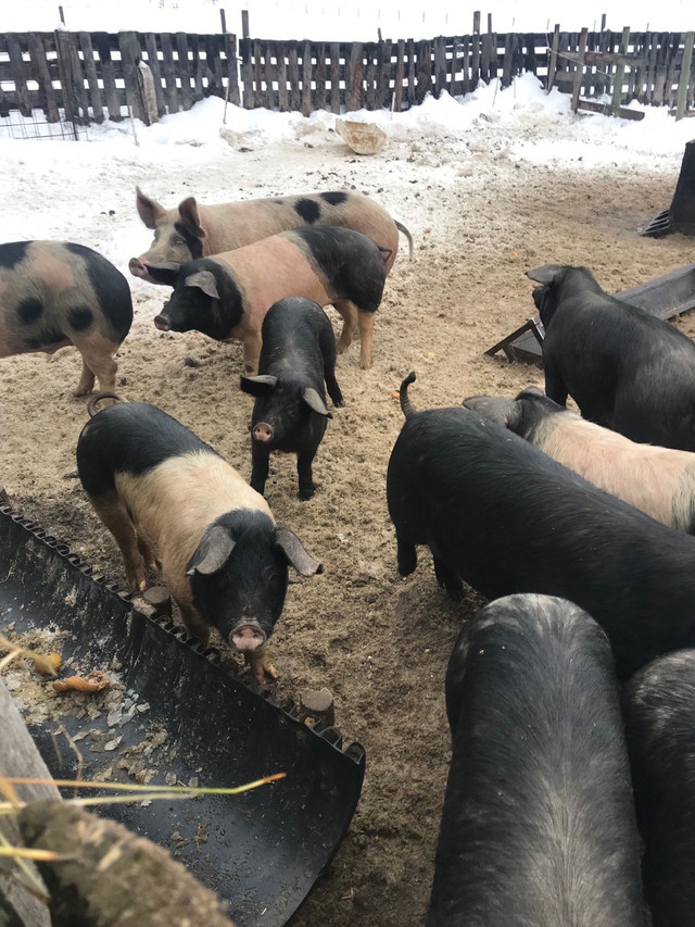 Butcher pigs! large black York X  in Livestock in Burns Lake
