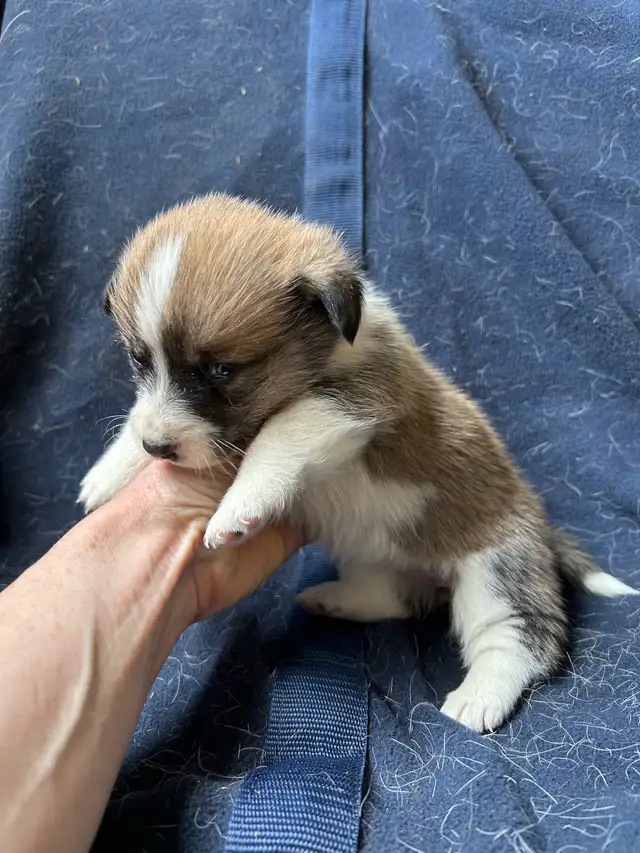 Chiot COWBOY CORGI à adopter in Dogs & Puppies for Rehoming in West Island - Image 3