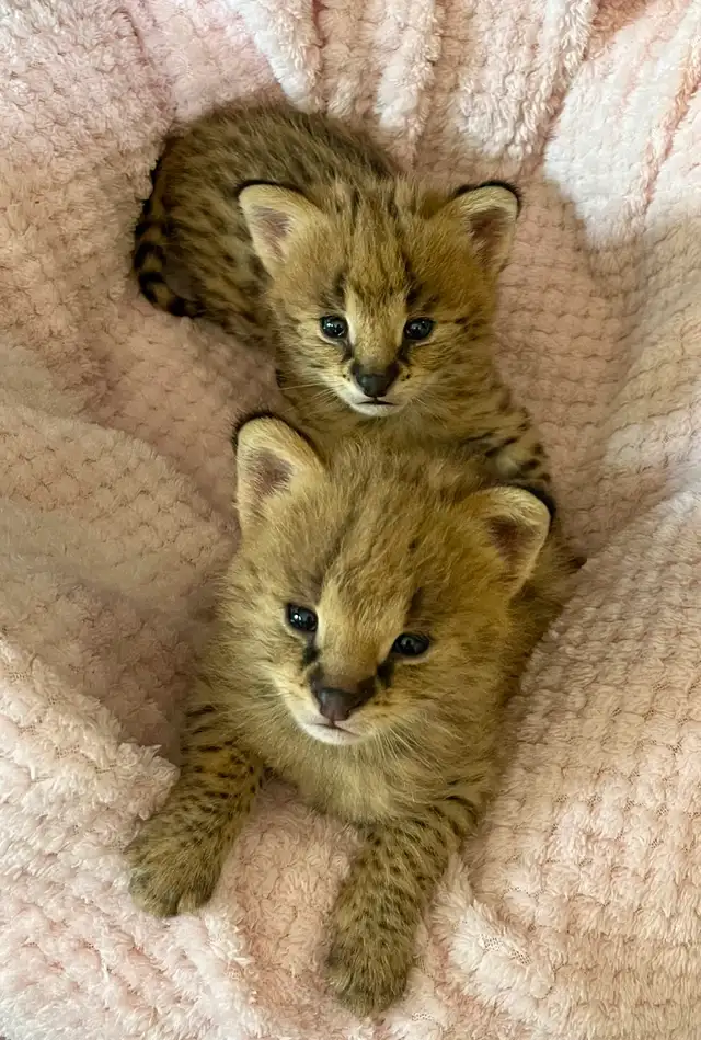 Serval Kittens Available !  in Cats & Kittens for Rehoming in City of Montréal - Image 3