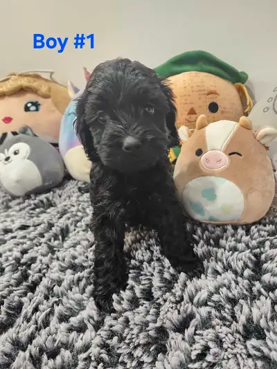 Mini Cockapoo Puppies, View more