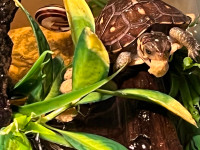 Baby Gulf Coast Box Turtles reptile healthy Active curious pets