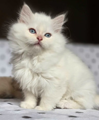 Beautiful Ragdoll x Highland-fold Kittens 