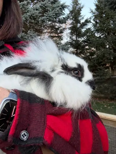 5 month old rabbits , View more