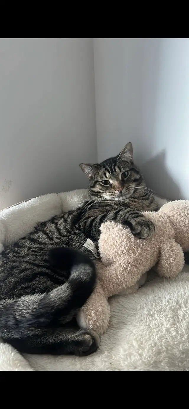 Rehoming 3 year Tabby Maine Coon mix