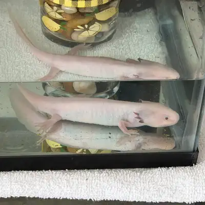 axolotl For free