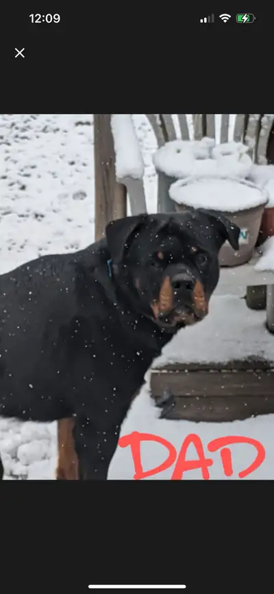 Rottweiler puppies, View more