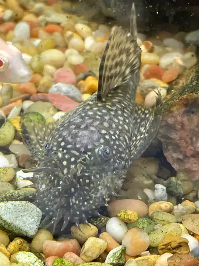 Bristlenose Pleco’s, View more