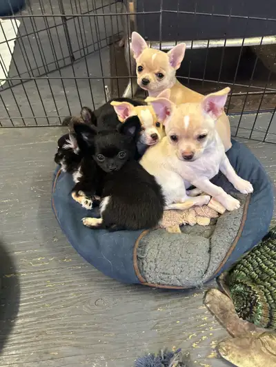 Chihuahua, View more