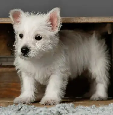 WESTIE PUPS in Dogs & Puppies for Rehoming in Richmond - Image 7