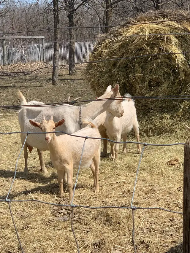 Mixed goats, Saanen + Lamancha in Livestock in Winnipeg - Image 2