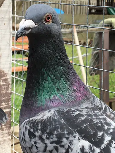 PIGEONS IN PICKERING $80-$120each, View more