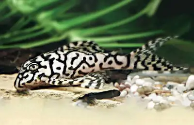 WANTED- looking for L236SW Pleco adults, View more