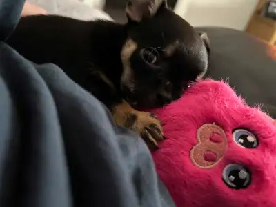 Toy Chihuahuas, View more
