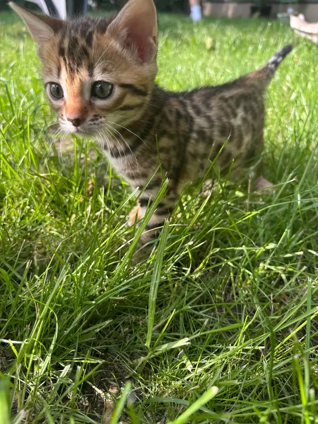 Chatons Bengal in Cats & Kittens for Rehoming in Saint-Jean-sur-Richelieu - Image 3
