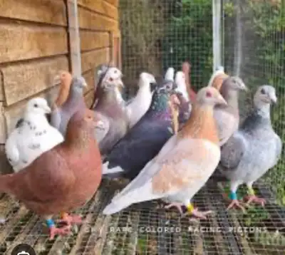 Homer Pigeons, View more