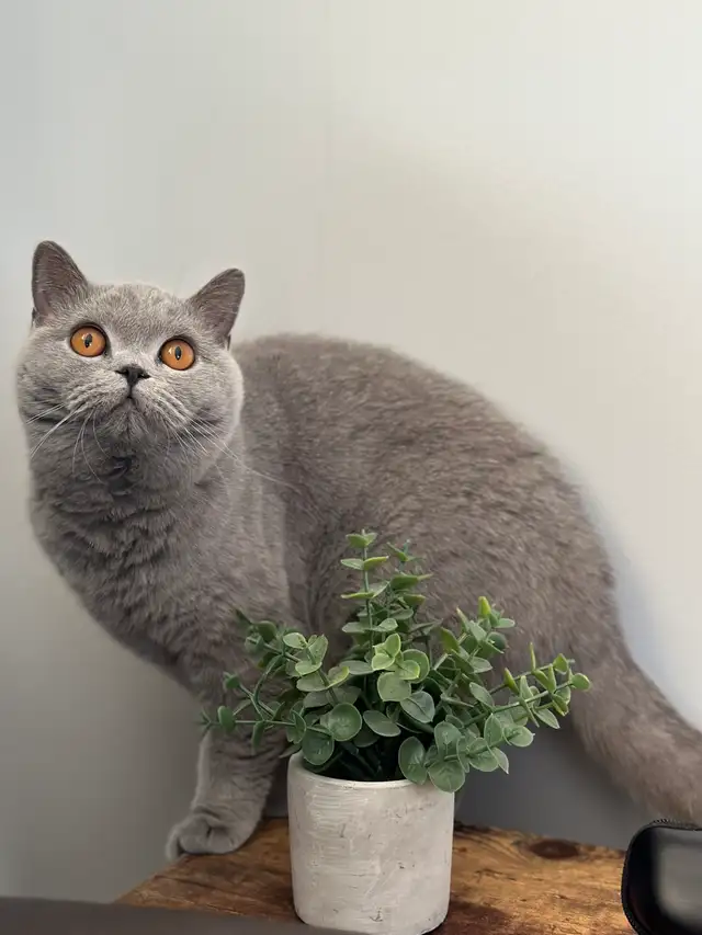 Registered British Shorthair