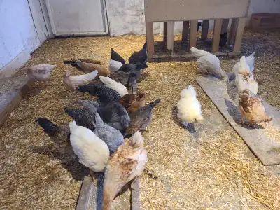 12 weeks old layers, a variety of breeds,