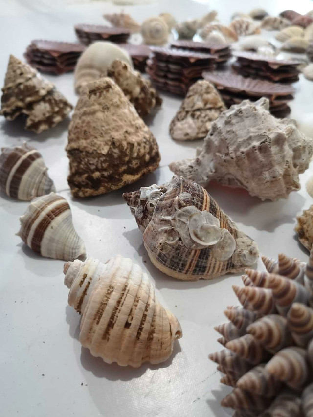 Huge collection of seashells 138 shells in Hobbies & Crafts in Oshawa / Durham Region - Image 2