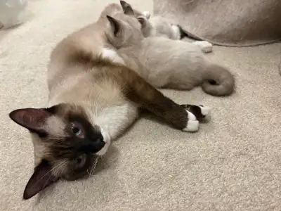 Siamese female kittens / reserved, View more