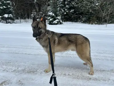 GORGEOUS LIGHT COLOURED AGOUTI MALES. SIBERIAN HUSKY PUP. 18 month old MOON $599 plus hst. AGOUT IS...