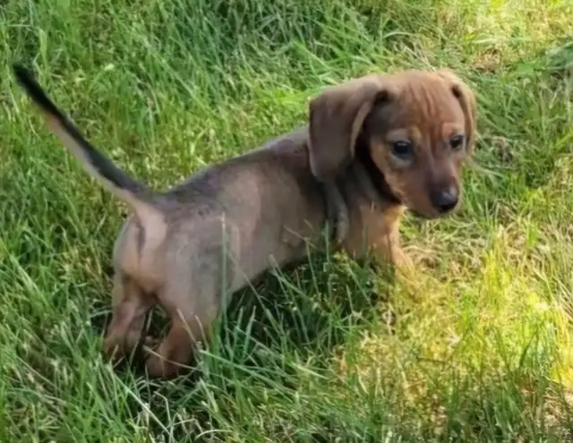 Purebread Miniature Dachshund Puppies Ready for Forever Homes! in Dogs & Puppies for Rehoming in Winnipeg - Image 3