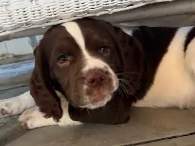Field Bred English Springer Spaniel Puppies Available, View more