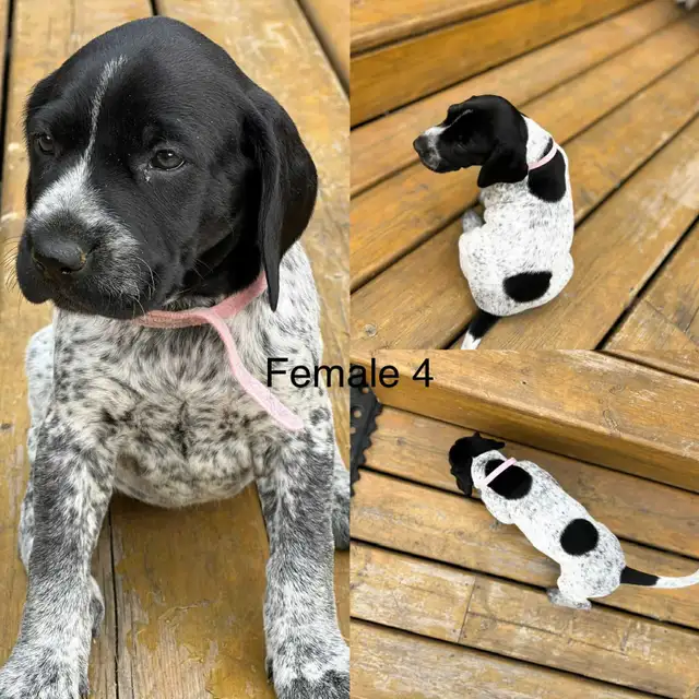 German Shorthaired Pointer Puppies – ONLY 2 FEMALES AVAILABLE in Dogs & Puppies for Rehoming in Edmonton - Image 5