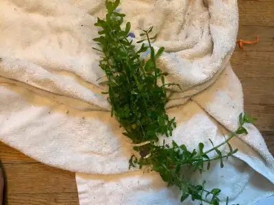 Large bunch of Bacopa. Fish aquarium plant Fish Plant fish plant, View more
