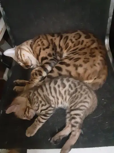 bengal pure race parent sur place naisence ,,,,,,,, ne le 31 mars 2025 4 male 1 femelle reserve prez...
