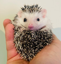 Cute, tame and unique pets! Baby Pygmy Hedgehogs!
