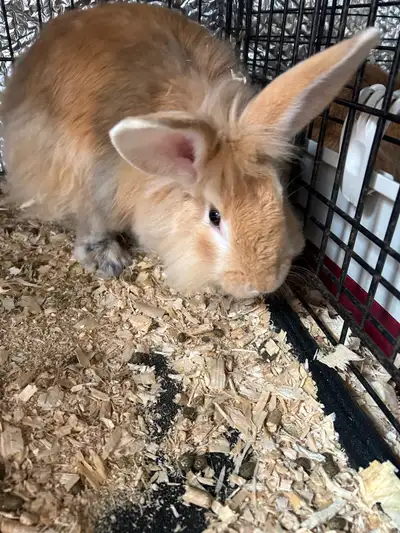 lion head / meat rabbit male, View more