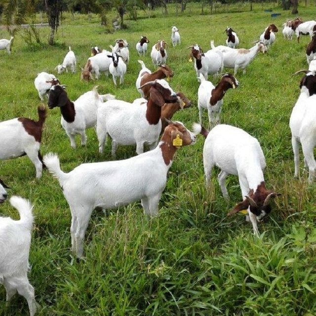 Great Quality Boer Goats For Breeding and Commercial in Other in Belleville - Image 2