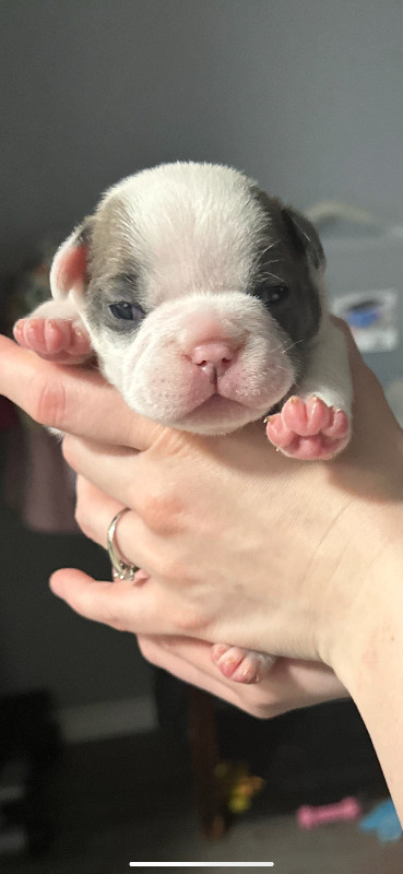 French bulldog puppies in Dogs & Puppies for Rehoming in North Bay