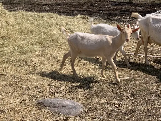 Mixed goats, Saanen + Lamancha in Livestock in Winnipeg - Image 4